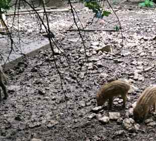 Wildschweine mit Frischlingen
