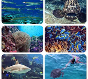 Snorkel Discovery