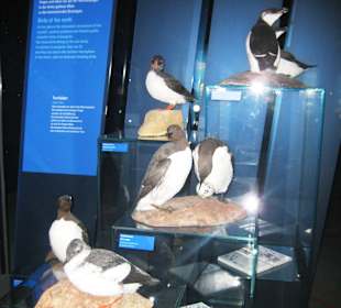 Versch. Meeresbewohner