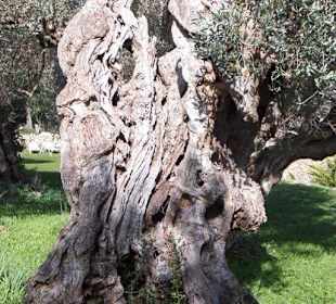 Ein ca. 800 Jahre alter Olivenbaum
