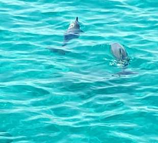 Dolphin House Hurghada 