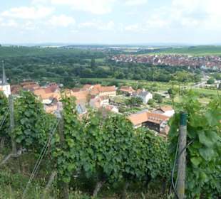 Escherndorf: Eindrücke einer Weinbergeswanderung