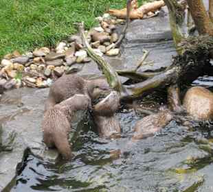 Freigehege der Otter