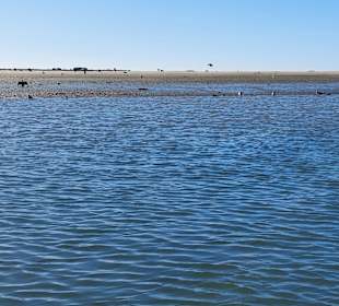 Parque Natural da Ria Formosa