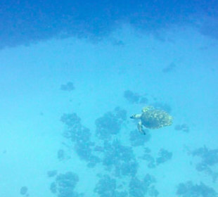 Schildkröte Hausriff