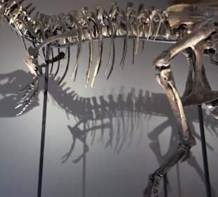 Dinosaurier Museum Altmühltal