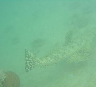 Riff vorm Hotel Teppich Kroko