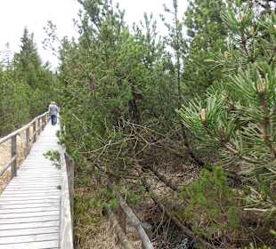 Bohlenweg zum Wildsee
