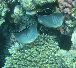 Hausriff Arabia Azur Resort