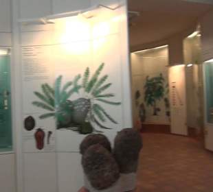 Entwicklung der Pflanzenwelt