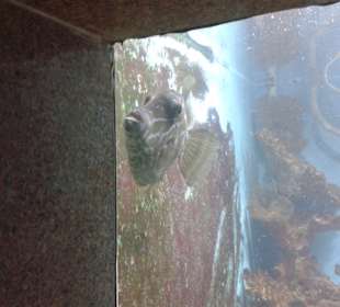 Aquarium in Hurghada