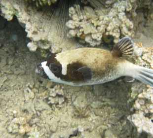 Рыбы Макади