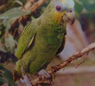 Blaustirnamazone / Orinoco