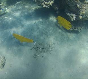 Schnorcheln Hurghada