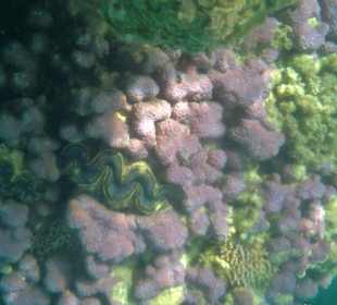 Korallenriff Fantasy