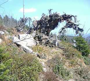 Hornisgrinde