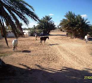 Spaziergang zur Krokodilfarm