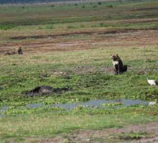 3 Löwen mit einen Riss