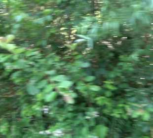 Premiumspazierweg Früchtetrauf-Leisawegle