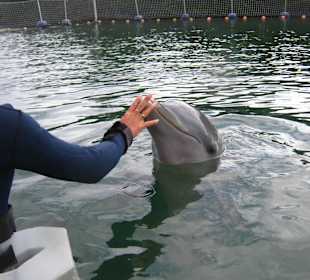 Delfin streicheln