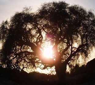 Guided Tours Sud Aventures Tours Agadir