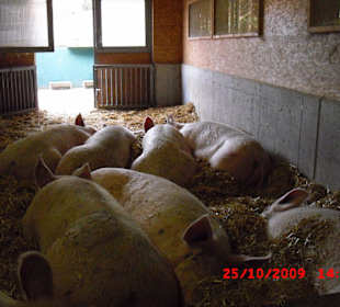 Schweinepalast