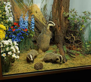 Vogel-und Jagdtierkunde