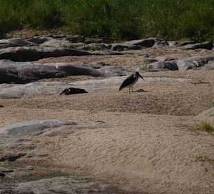 Krüger Nationalpark