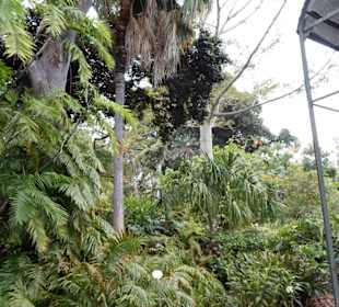 Im Jardín de aclimatación de La Orotava