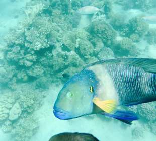 Schnorcheln am Hausriff