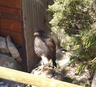 Die Teleferico (Seilbahn)  
