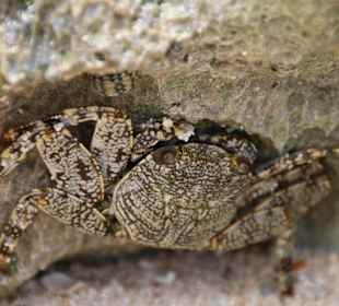 Schnorcheln Bayahibe