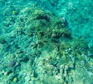 Schnorcheln Nabq Bay	