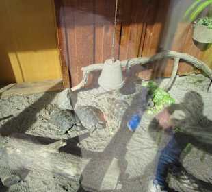 Zoo Landau