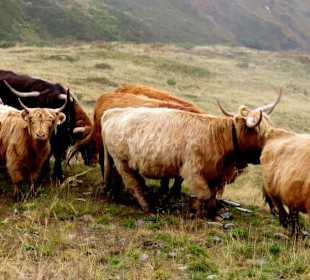 Schottische Highland-Rinder am Berg