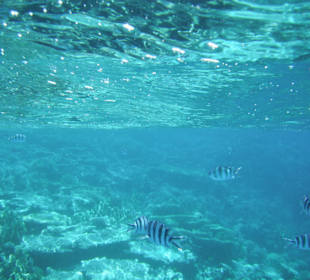 Unterwasseimpressionen