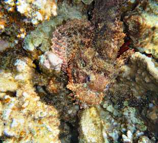 Baertiger Drachenkopf