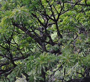 Tiger Cave Tempel (Wat Tham Sua)