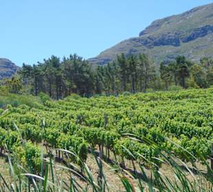 Cape Point Vineyards in Noordhoek
