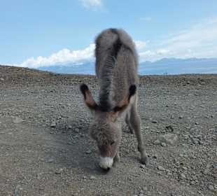 Osiołek w drodze na termy