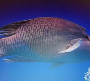 Napoleonfisch, ein Highlight 