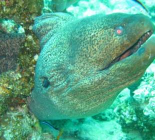 Muräne an "Carlsons Corner"