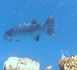 Barrakuda Aussenriff