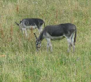 Wanderung am Nebelhorn