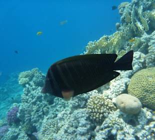 Brauner Segelflossendoktor