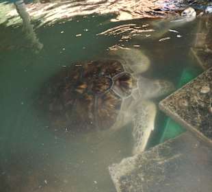 Schildkrötenaufzuchtfarm