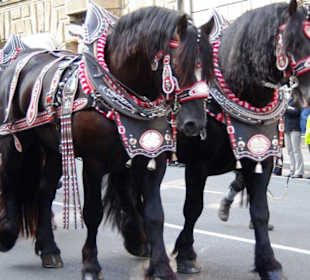 Brauerei Kitzmann Erlangen 6er Span