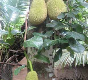 Jack Fruit