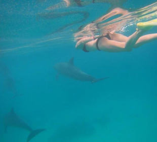 Schnorcheln mit Delfinen