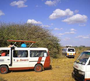 Alle wollen "Löwinnen-schauen"